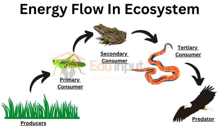 Energy flow ecosystem biozone hs