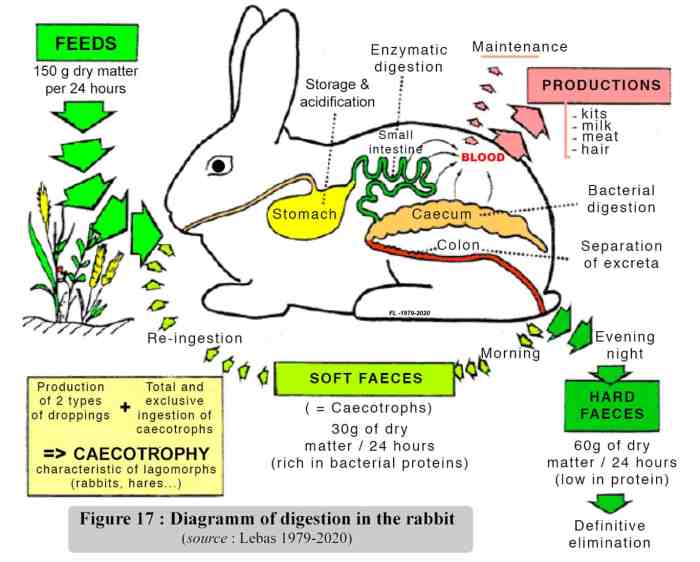 Digestive system of a rabbit diagram