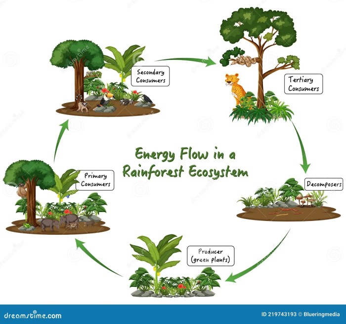 Energy flow in the ecosystem worksheet