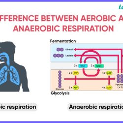 Aerobic and anaerobic respiration worksheet answers